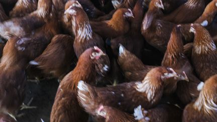 Un élevage de poules. Image d'illustration. (JEAN-MICHEL DELAGE / HANS LUCAS)