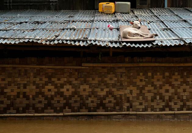 Un chien se repose sur un toit au-dessus des eaux de crue dans le village de Sin Thay à Pyinmana, dans la région de Naypyidaw (Birmanie), le 13 septembre 2024.