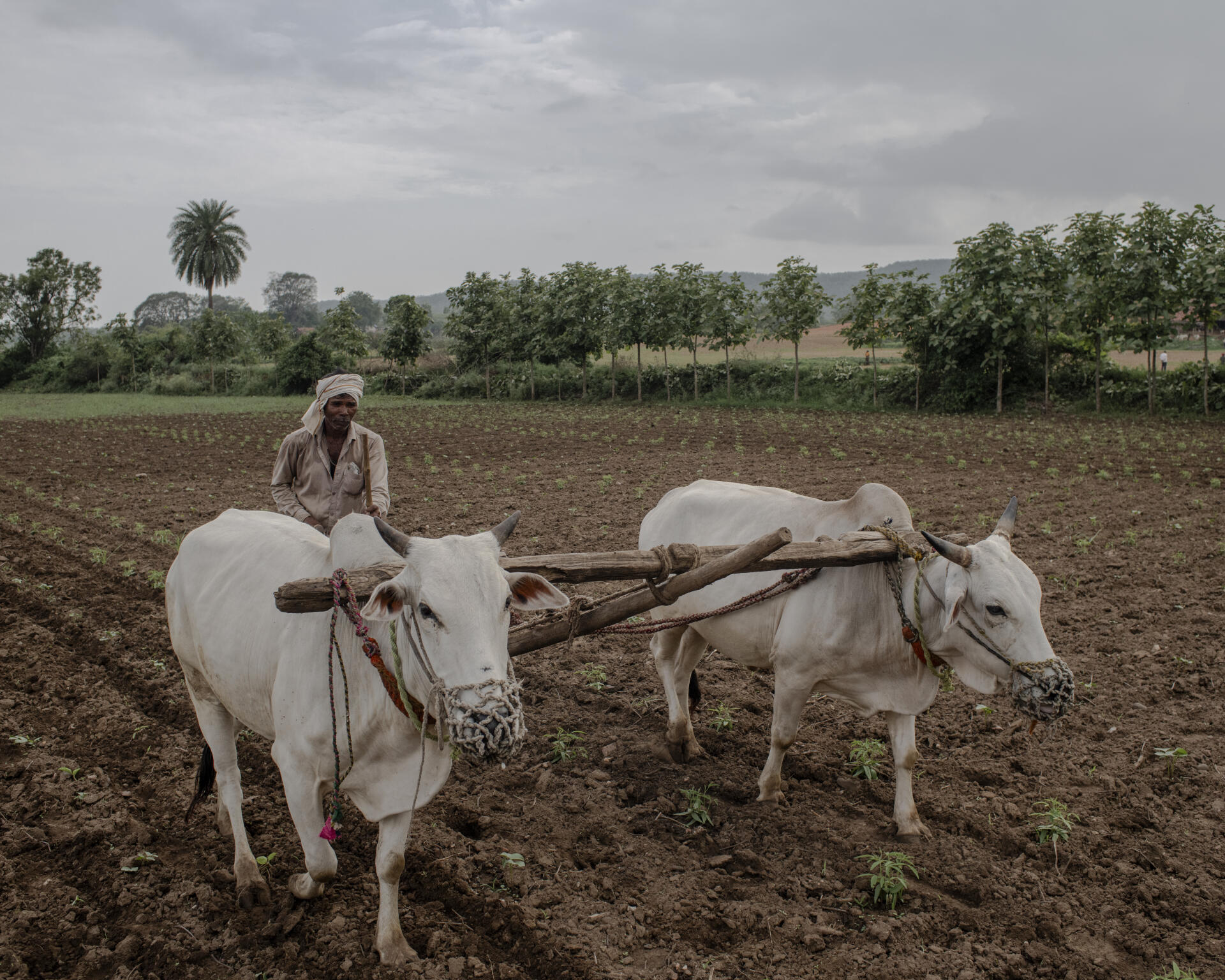 Un ouvrier agricole travaille la terre d’un champ de la ferme biologique de Sagar Dhomne à Jobani, dans l’Etat de Madhya Pradesh en Inde, le 3 juillet 2024.