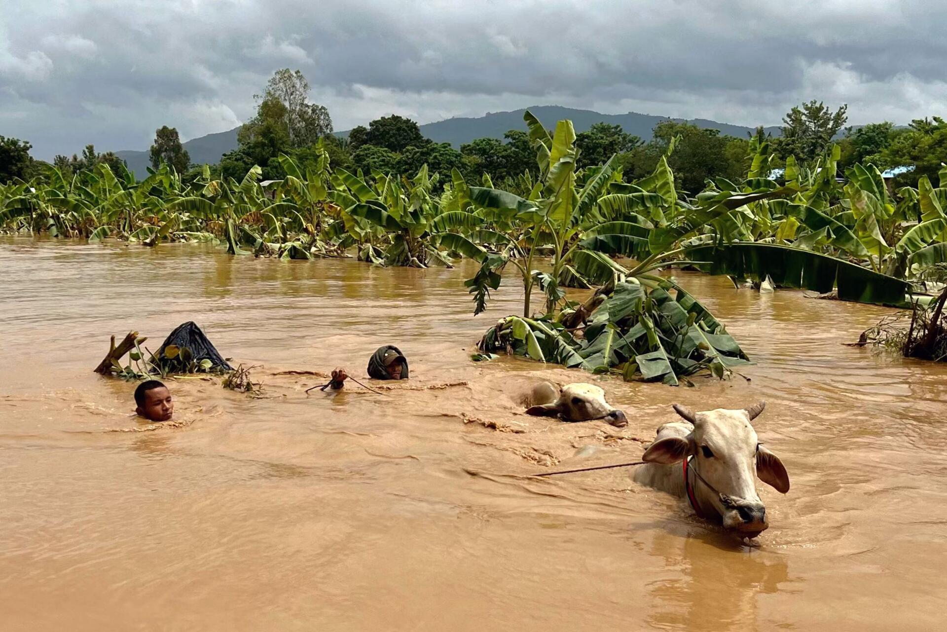 Deux hommes guident le bétail à travers les eaux de crue dans le village de Sin Thay à Pyinmana, dans la région de Naypyidaw (Birmanie), le 13 septembre 2024.